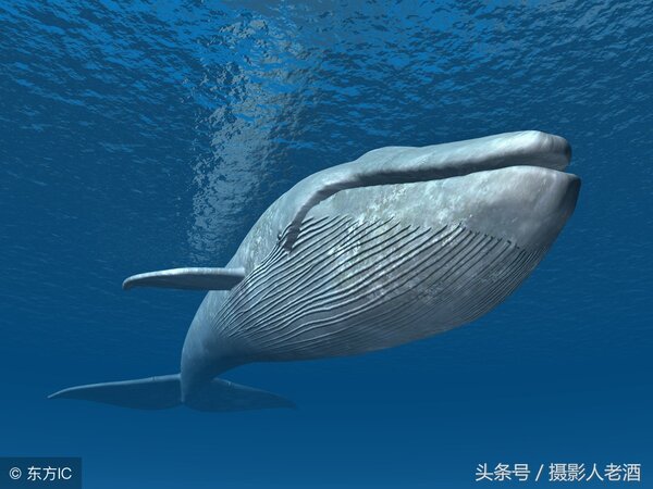 藍鯨是不是哺乳動物 藍鯨是卵生動物嗎