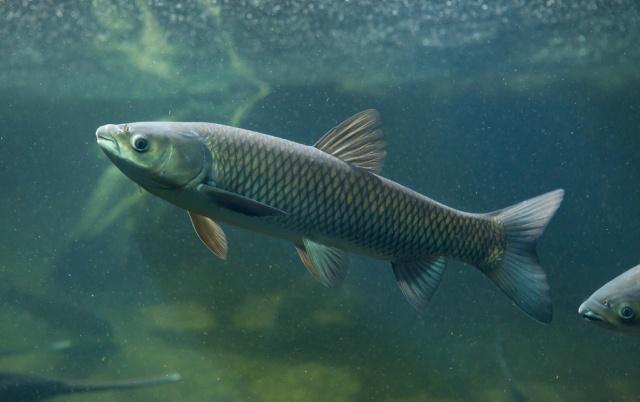 草魚的壽命一般多少年 草魚能活多少年