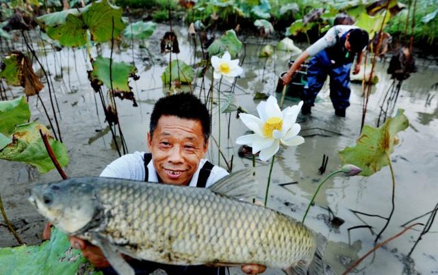 草魚的壽命一般多少年 草魚能活多少年