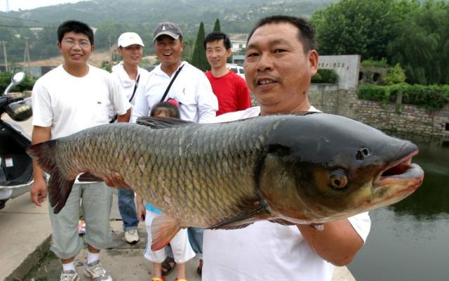 草魚的壽命一般多少年 草魚能活多少年