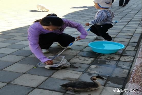 鸊鷉是國傢幾級保護動物 鸊鷉是不是保護動物