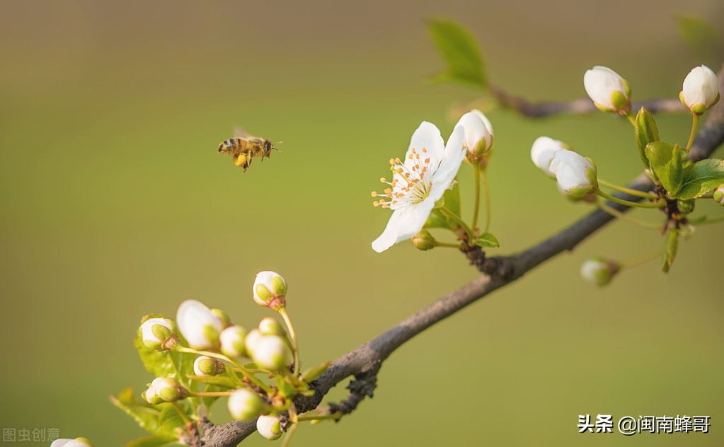 蜜蜂壽命多少天 蜜蜂一般活多久