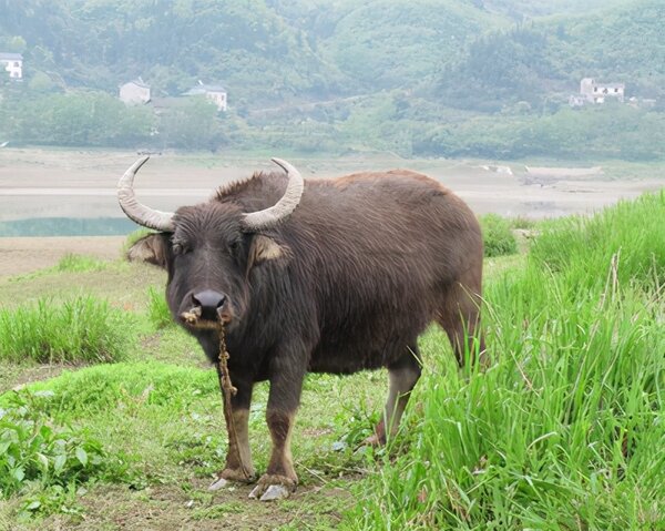 獅子怕什麼動物 獅子的天敵是什麼動物