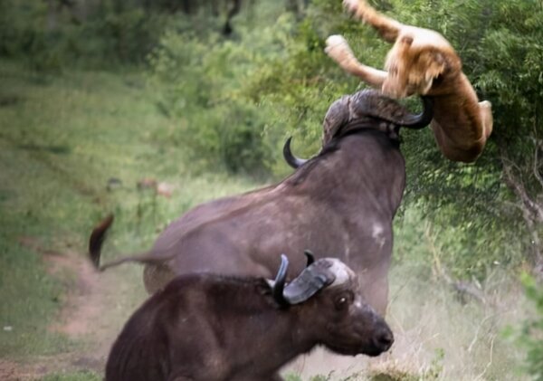 獅子怕什麼動物 獅子的天敵是什麼動物