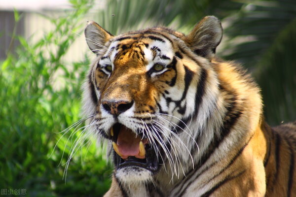 獅子怕什麼動物 獅子的天敵是什麼動物