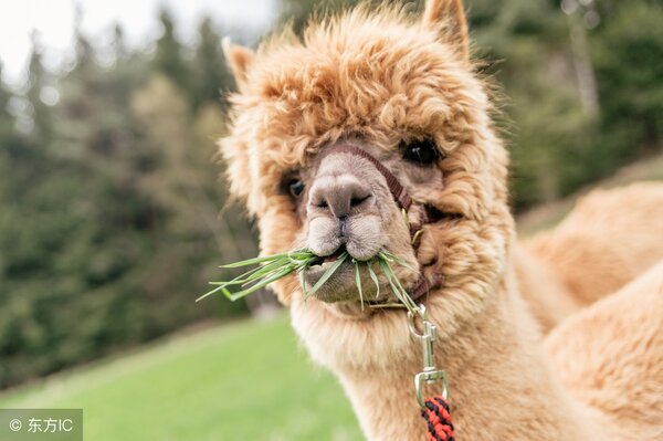 羊駝是保護動物嗎 羊駝是什麼物種