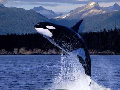鯨是不是哺乳動物 鯨是什麼動物