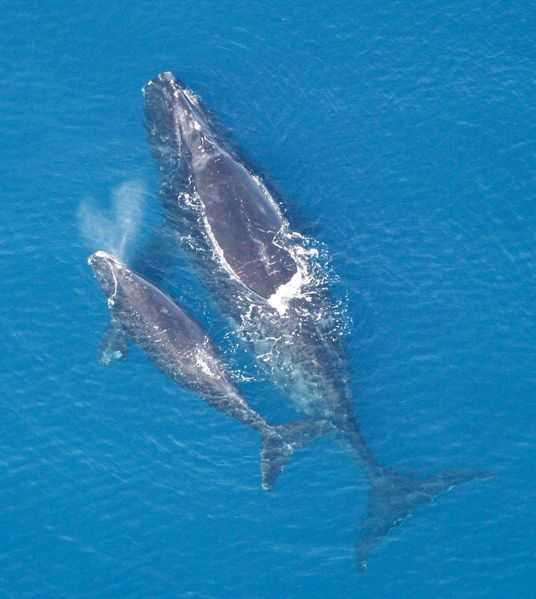 鯨是不是哺乳動物 鯨是什麼動物