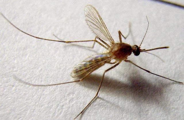 蚊子的壽命有多長 蚊子活多長時間