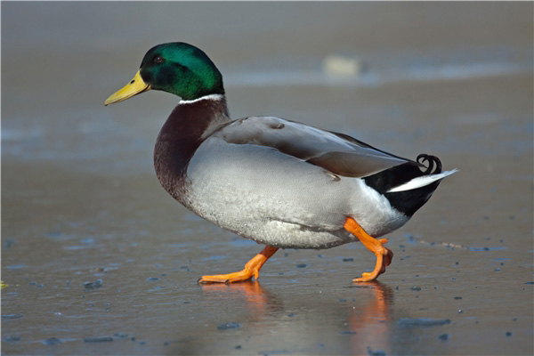 綠頭鴨是幾級保護動物 綠頭鴨屬於鳥類嗎