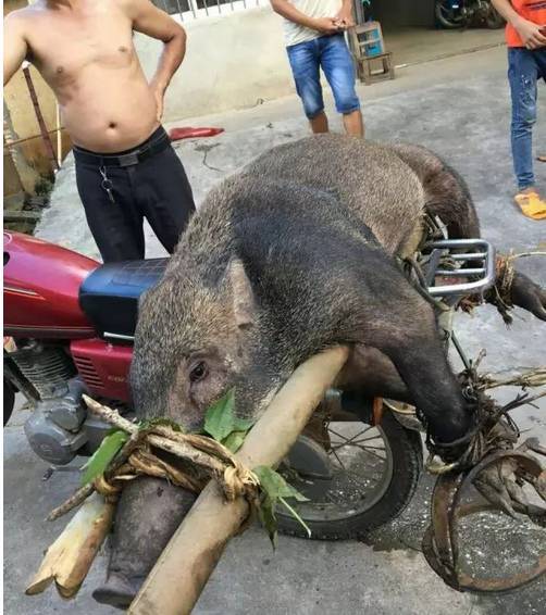 野豬是二級保護動物嗎 野豬是幾類保護動物