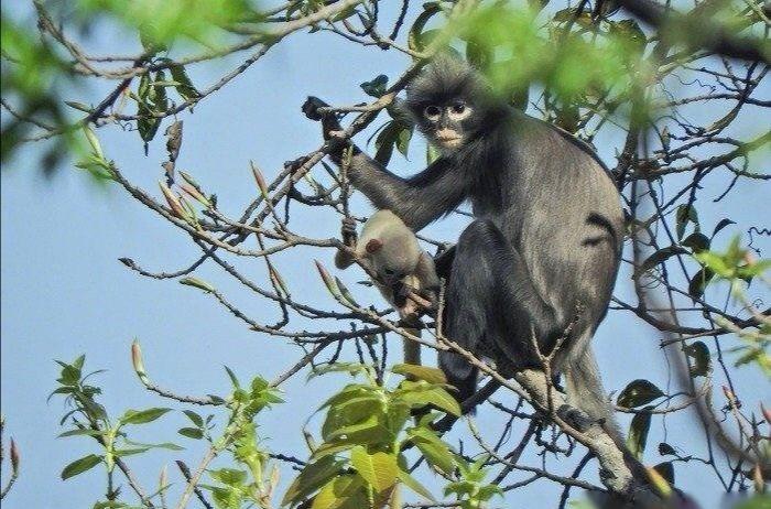 猴子是哺乳動物嗎 猴子是什麼動物類型