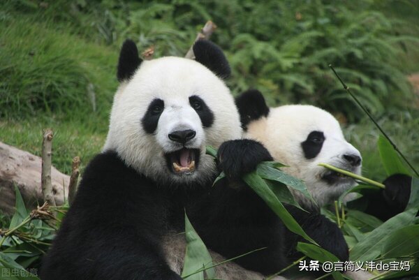 熊貓是哺乳動物嗎 熊貓是不是獸類動物