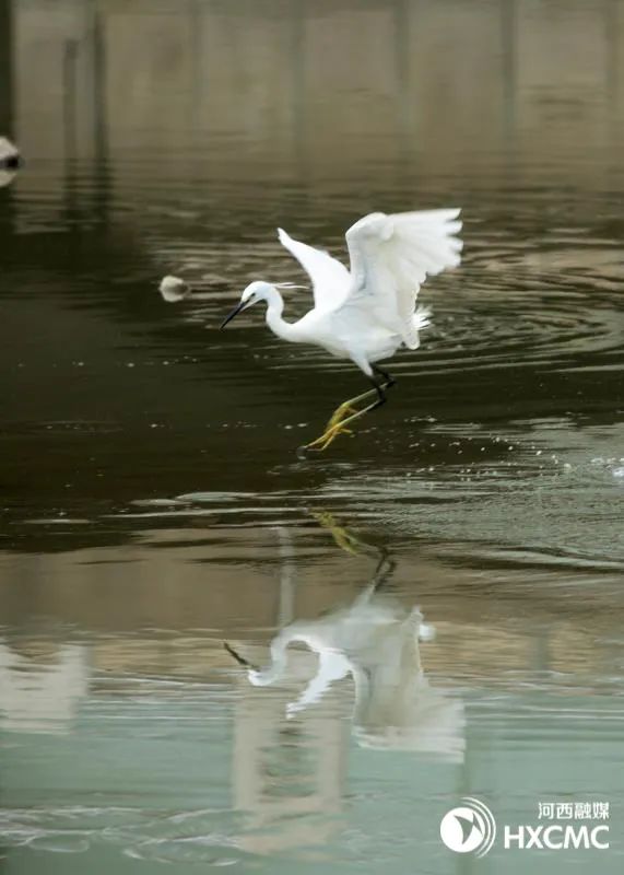 農村白鷺是不是保護動物 白鷺屬於什麼類動物