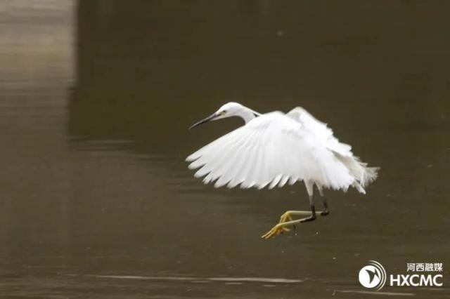 農村白鷺是不是保護動物 白鷺屬於什麼類動物