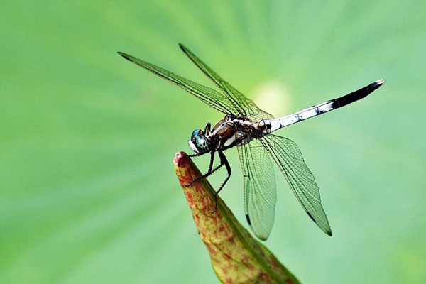 蜻蜓的壽命隻有24小時 蜻蜓壽命多長時間