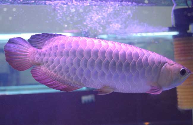銀龍魚壽命一般有多長 銀龍魚一般能活幾年