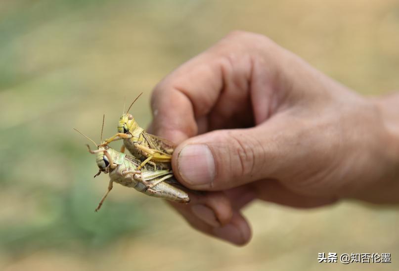 養植什麼動物最賺錢 適合養殖的動物