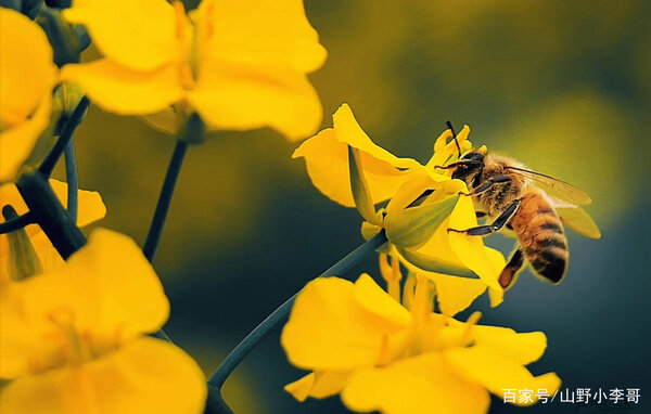 蜜蜂的壽命有多長 蜜蜂的生命有多久