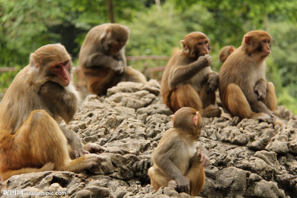 猴子的壽命最長能活多少年 猴子一般能活多少年