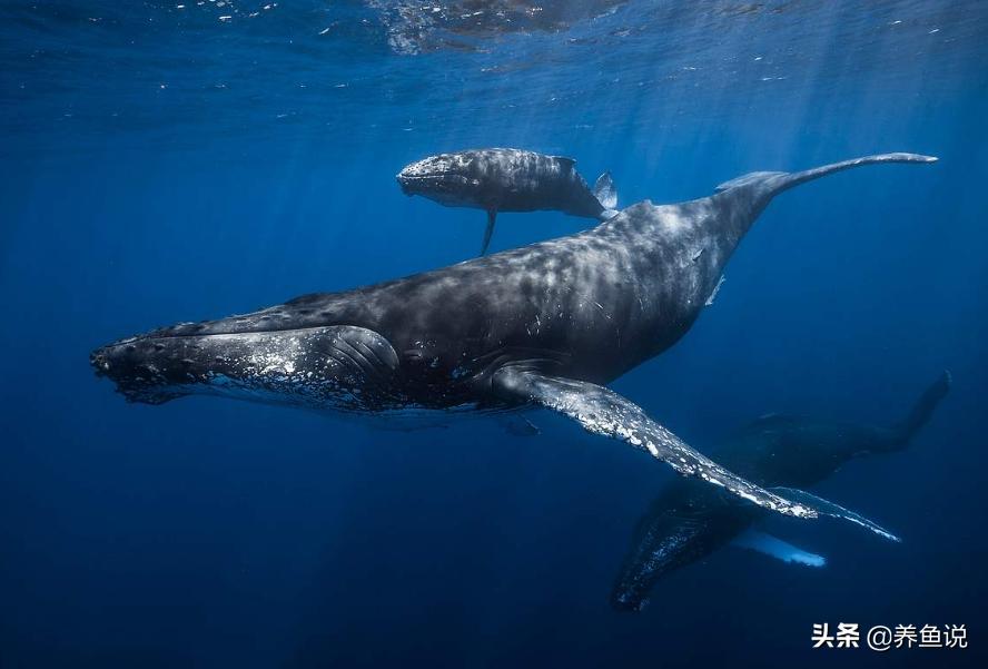 鯨的壽命有多長 鯨的壽命有幾年