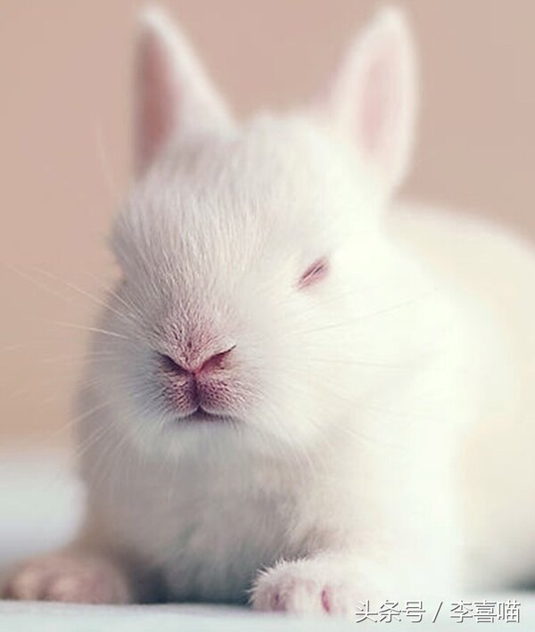 兔子是嚙齒動物嗎 兔子是不是嚙齒類動物