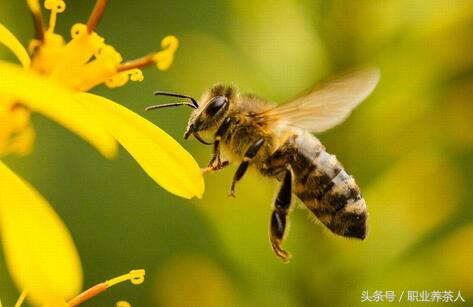 蜜蜂動物生物昆蟲 蜜蜂屬於哪一類動物