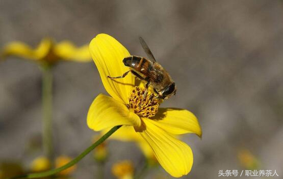 蜜蜂動物生物昆蟲 蜜蜂屬於哪一類動物