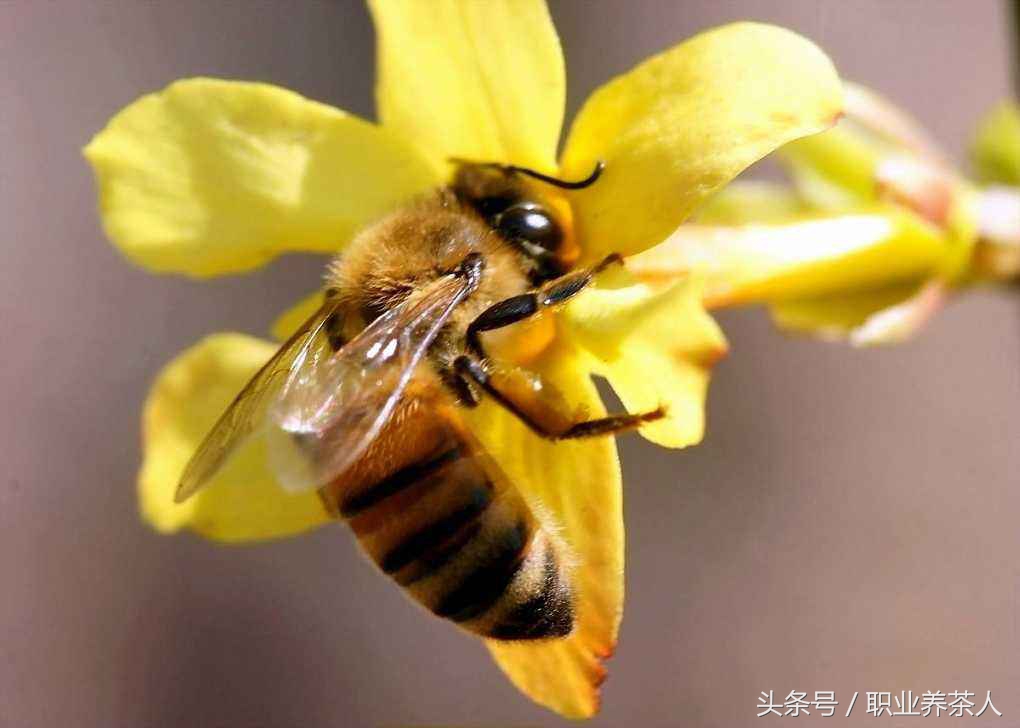 蜜蜂動物生物昆蟲 蜜蜂屬於哪一類動物