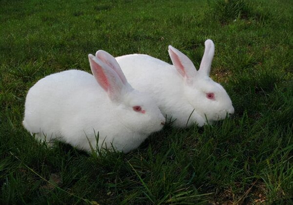 傢兔的壽命有多長 兔子的壽命一般是多長