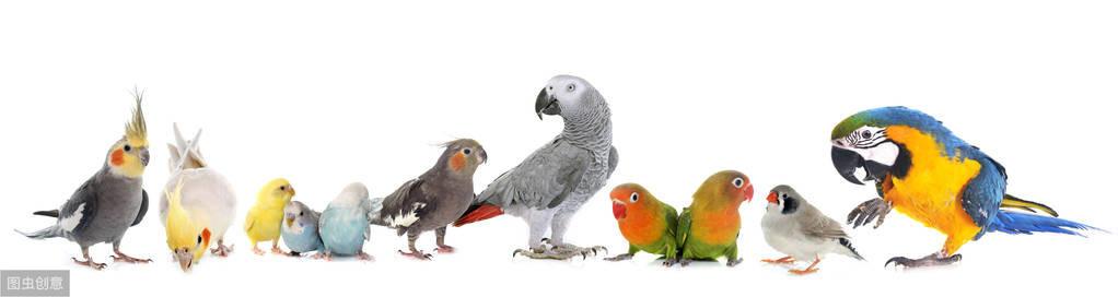 玄鳳鸚鵡壽命多少年 鸚鵡能活幾年