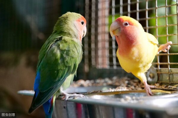 玄鳳鸚鵡壽命多少年 鸚鵡能活幾年