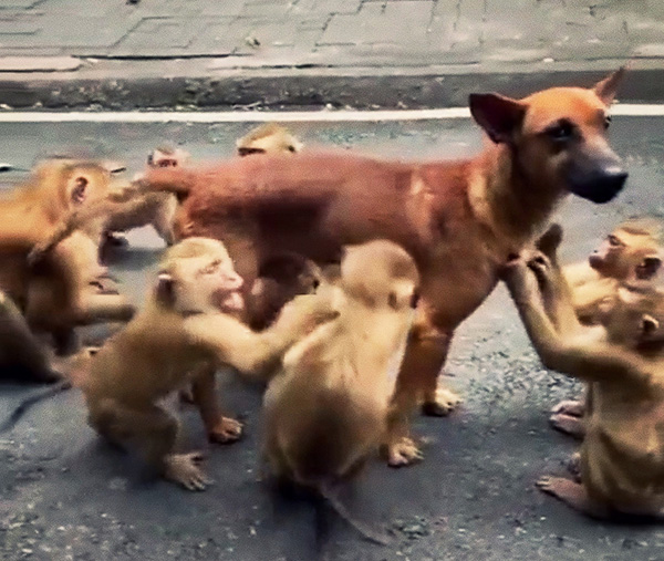 猴子的壽命一般多少年 猴子能活多少歲