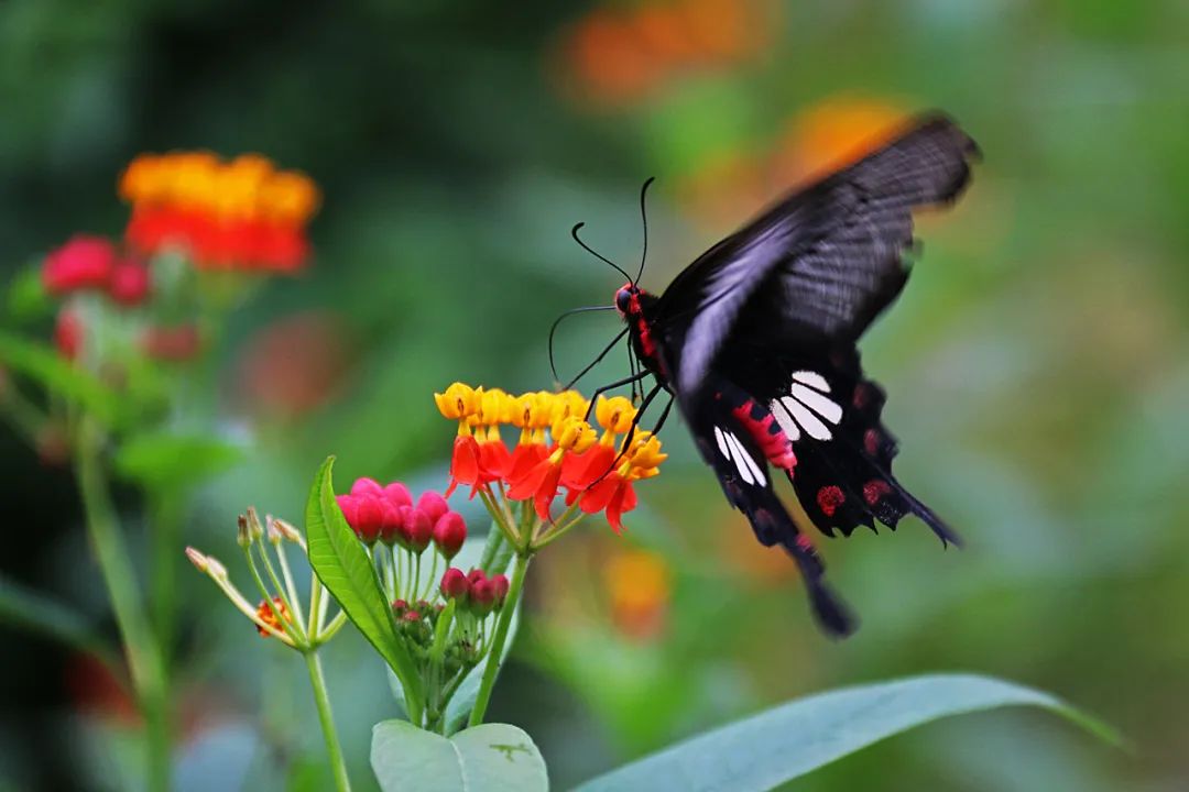 蝴蝶的壽命一般有多長 蝴蝶平均壽命