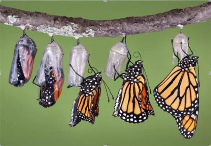 蝴蝶的壽命一般有多長 蝴蝶平均壽命