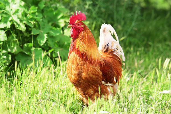 雞屬於什麼動物 雞是脊椎類動物嗎