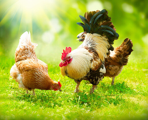 雞屬於什麼動物 雞是脊椎類動物嗎