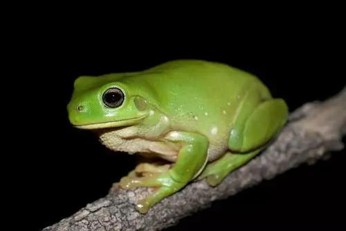 青蛙壽命有多長 青蛙的壽命是幾年
