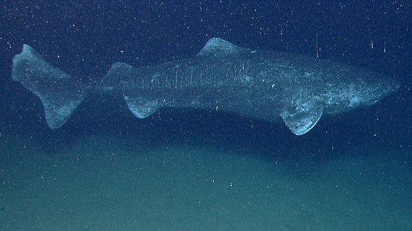 格陵蘭鯊魚壽命 格陵蘭鯊魚能活多長時間