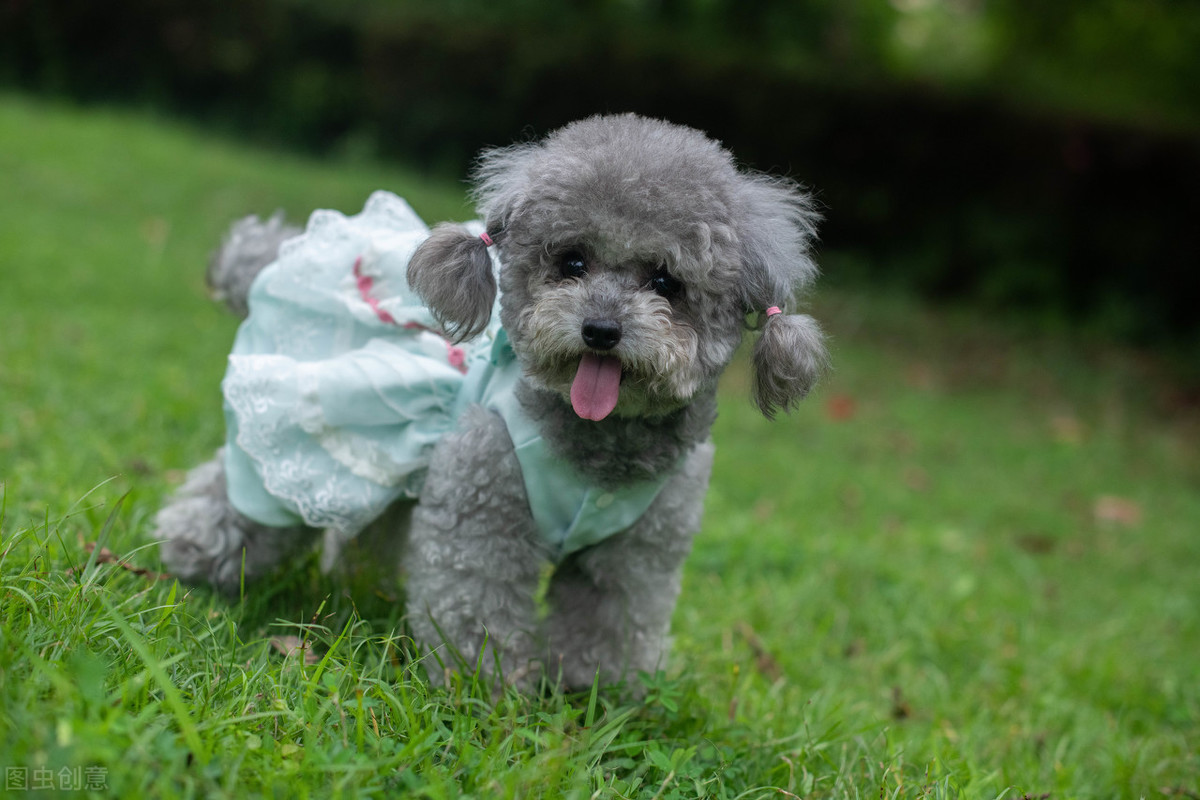 新手適合養什麼狗狗 不掉毛適合上班族養的小型犬