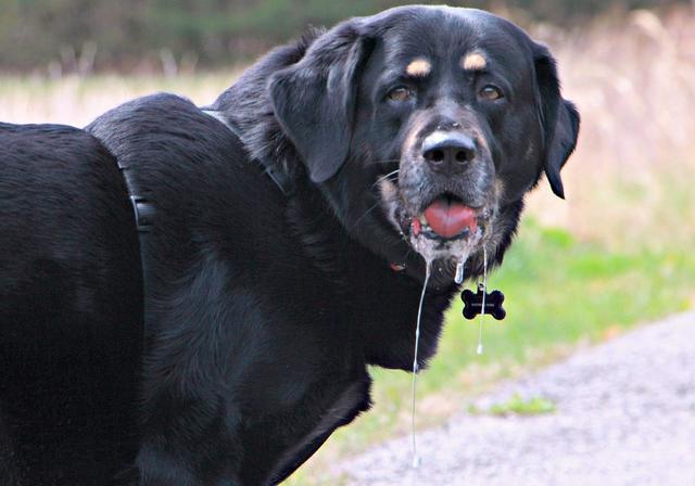 狗狗流口水是什麼原因 狗經常流口水是怎麼回事