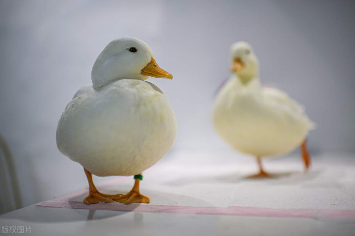 柯爾鴨和普通的鴨子有什麼區別 柯爾鴨幼崽怎麼分辨真假