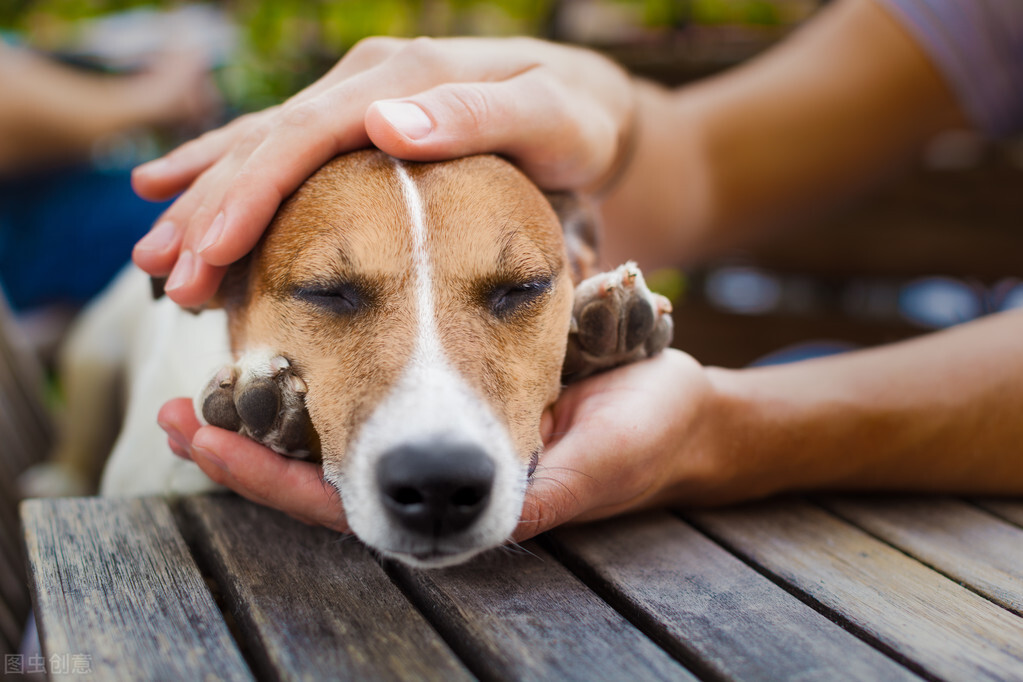 養狗常見病必備三種藥 普通傢庭養狗預防疾病的常備藥