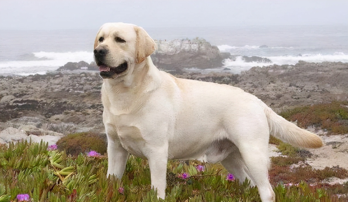 拉佈拉多和金毛的區別 怎麼辨認金毛和拉佈拉多的幼犬