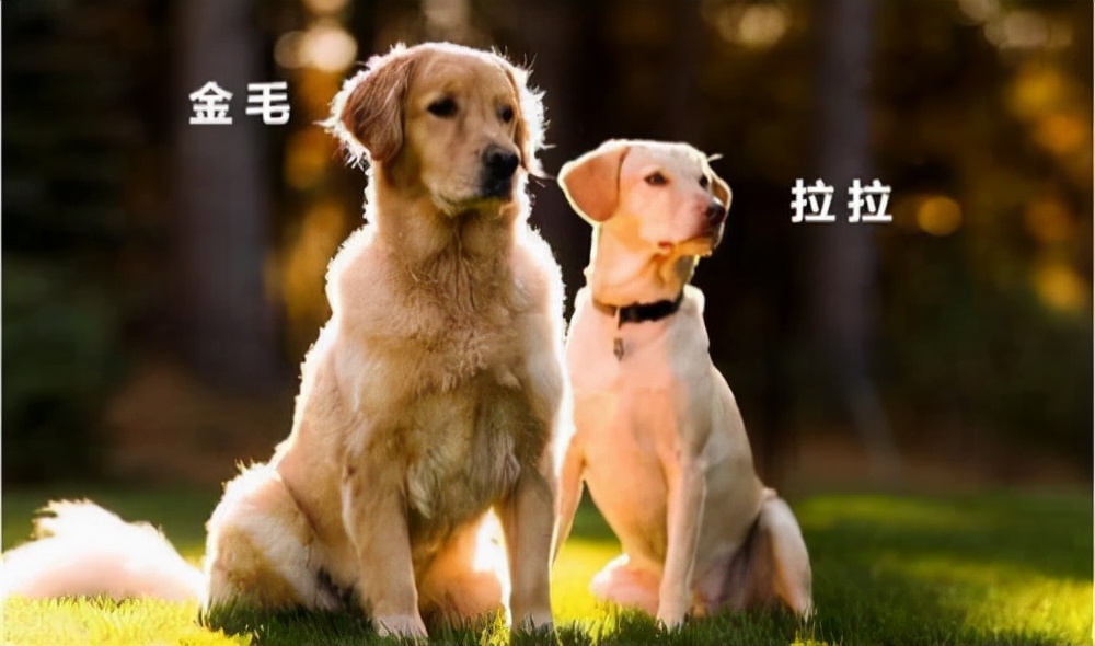 拉佈拉多和金毛的區別 怎麼辨認金毛和拉佈拉多的幼犬