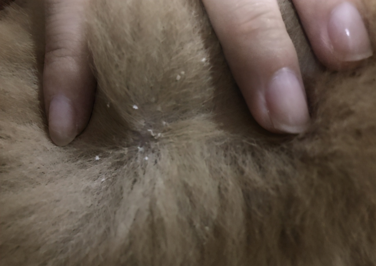 泰迪狗狗身上有皮屑怎麼辦 寵物狗皮膚幹燥掉皮怎麼治療