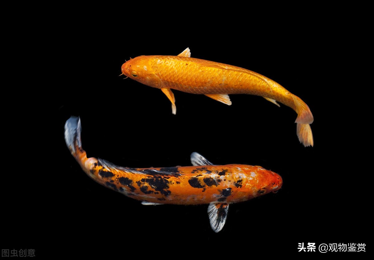 為什麼養龍鳳錦鯉的人很少呢 龍鳳錦鯉魚的飼養方法