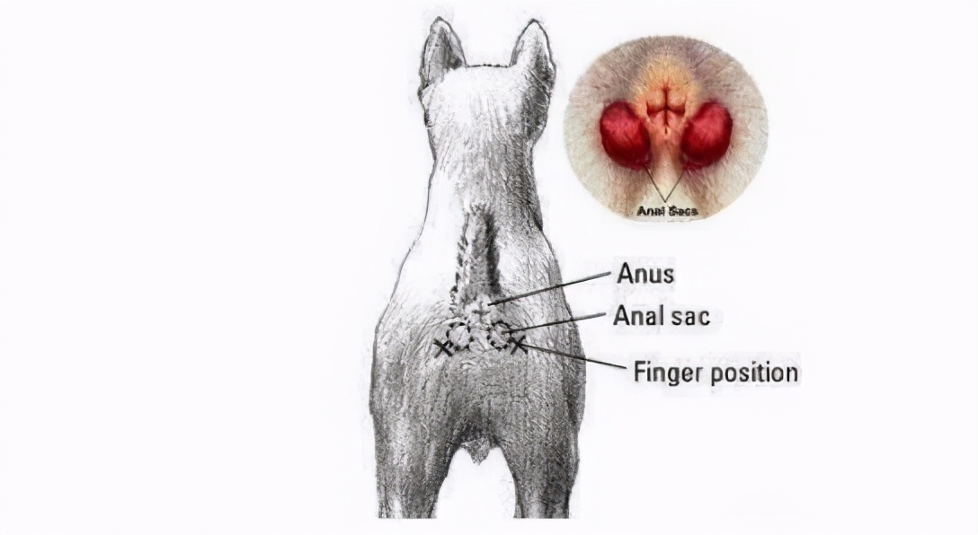 狗狗肛門腺發炎能自愈嗎 狗肛門反復紅腫在傢怎麼治療
