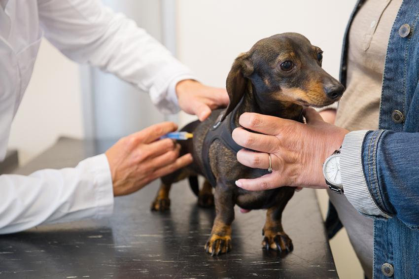 狗狗為什麼打疫苗 成年寵物狗打疫苗註意事項