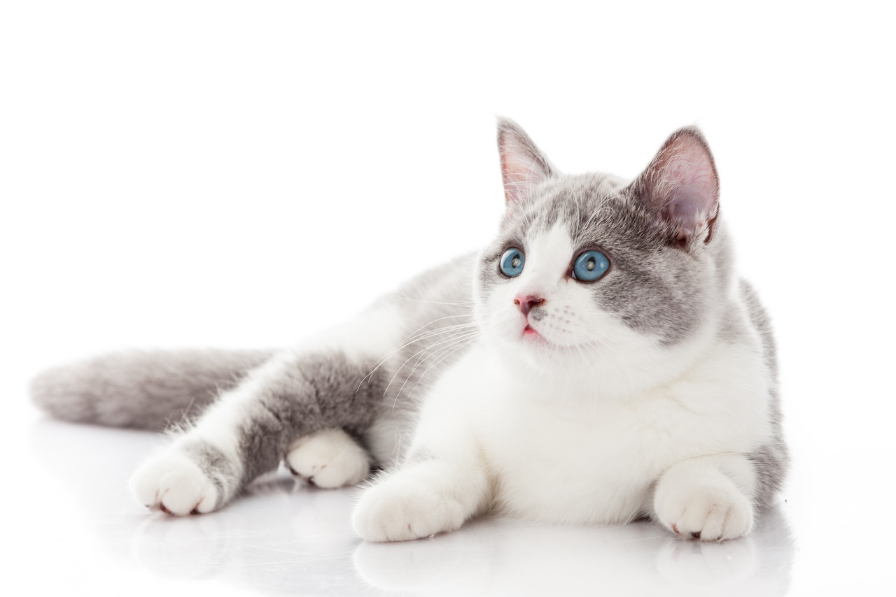 對付貓往床上尿最有效的辦法 貓老是尿床上是怎麼回事